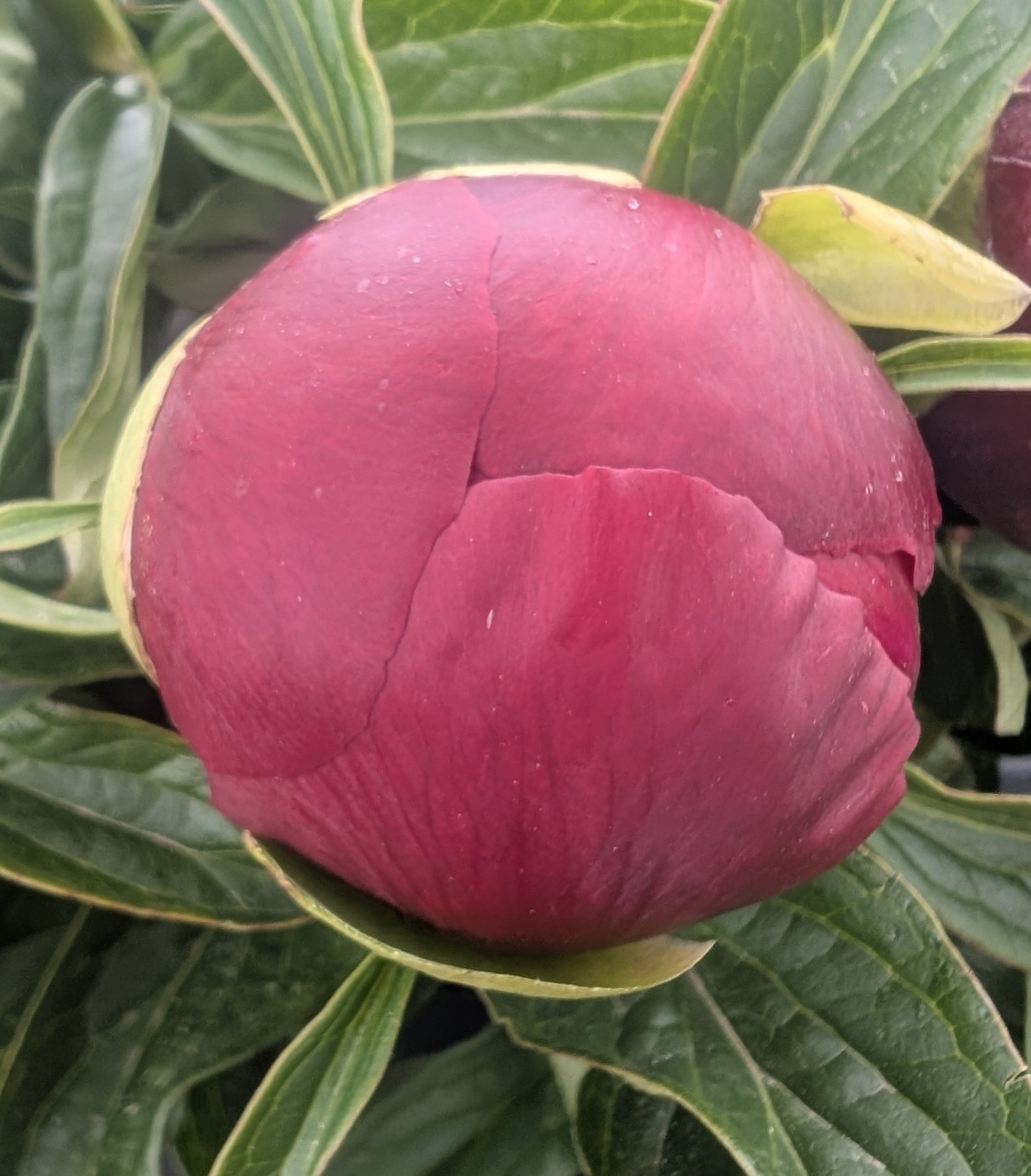 Fresh Cut Peony - Red Charm Peonies - 10 stem Bunch