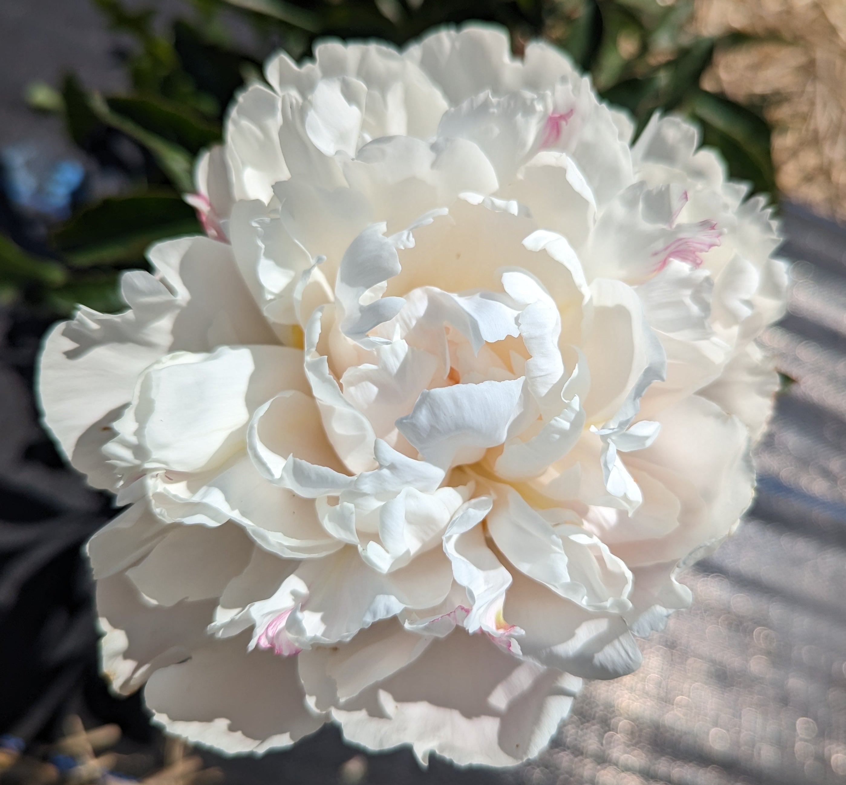 Fresh Cut Peony - Festiva Maxima Peonies - 10 Stem Bunch