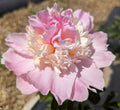 Fresh Cut Peony - Raspberry Sundae Peonies - 10 Stem Bunch