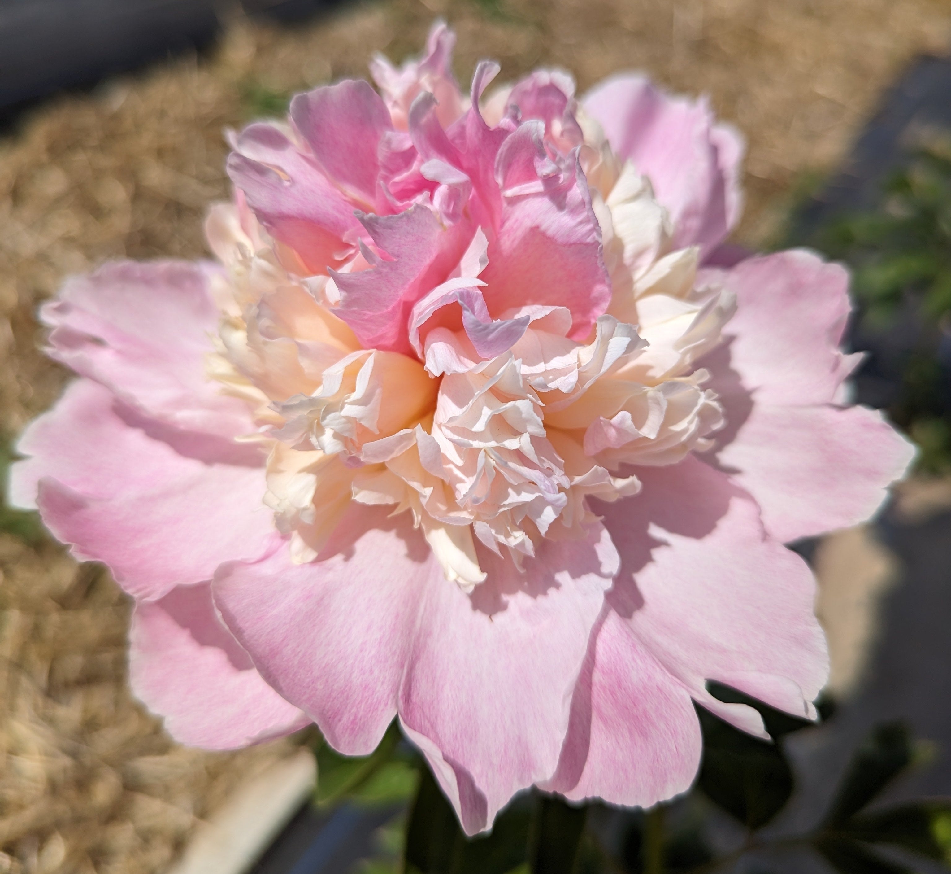 Fresh Cut Peony - Raspberry Sundae Peonies - 10 Stem Bunch