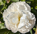 Fresh Cut Peony - Gardenia Peonies -10 Stem Bunch