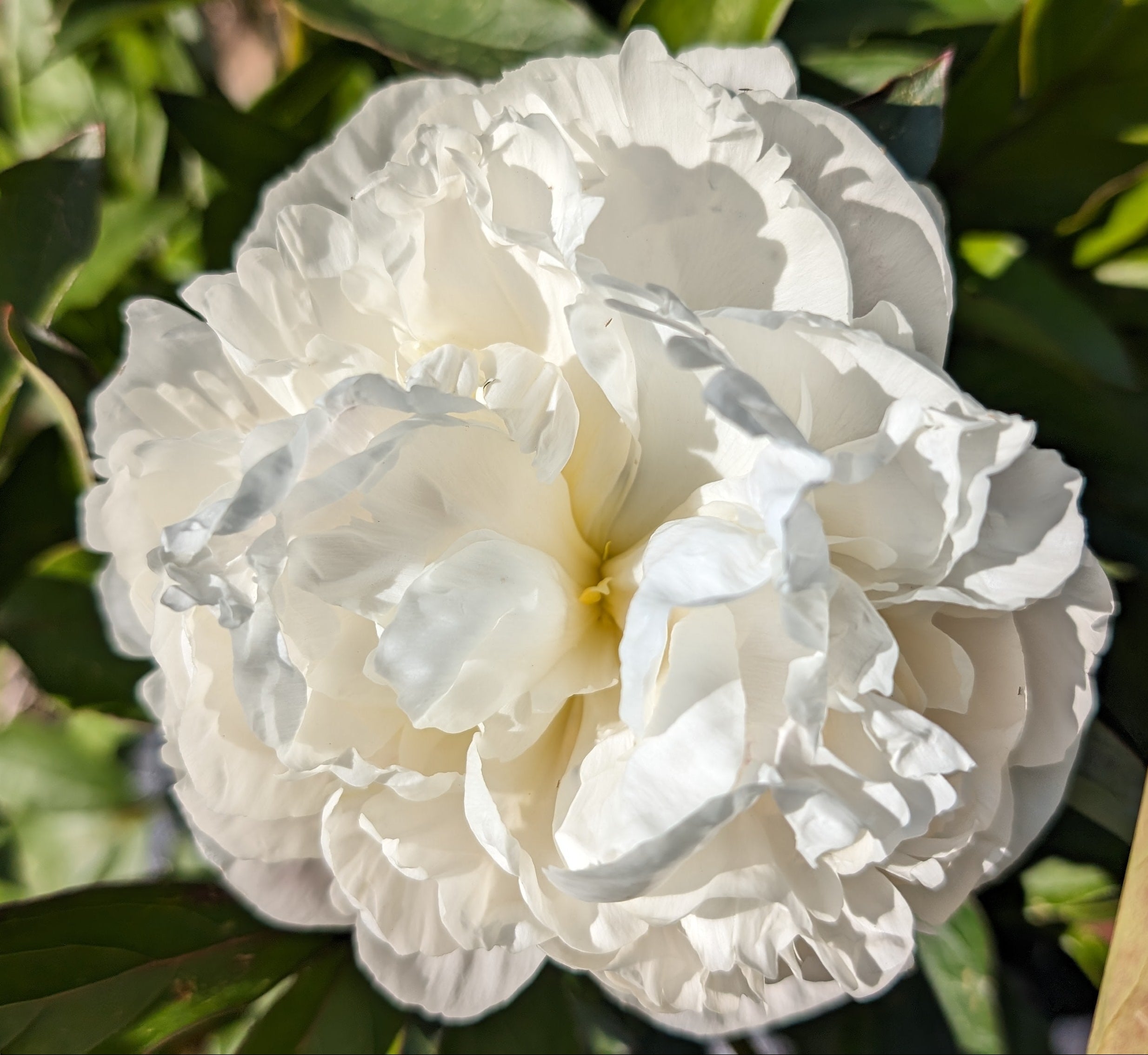 Fresh Cut Peony - Gardenia Peonies -10 Stem Bunch