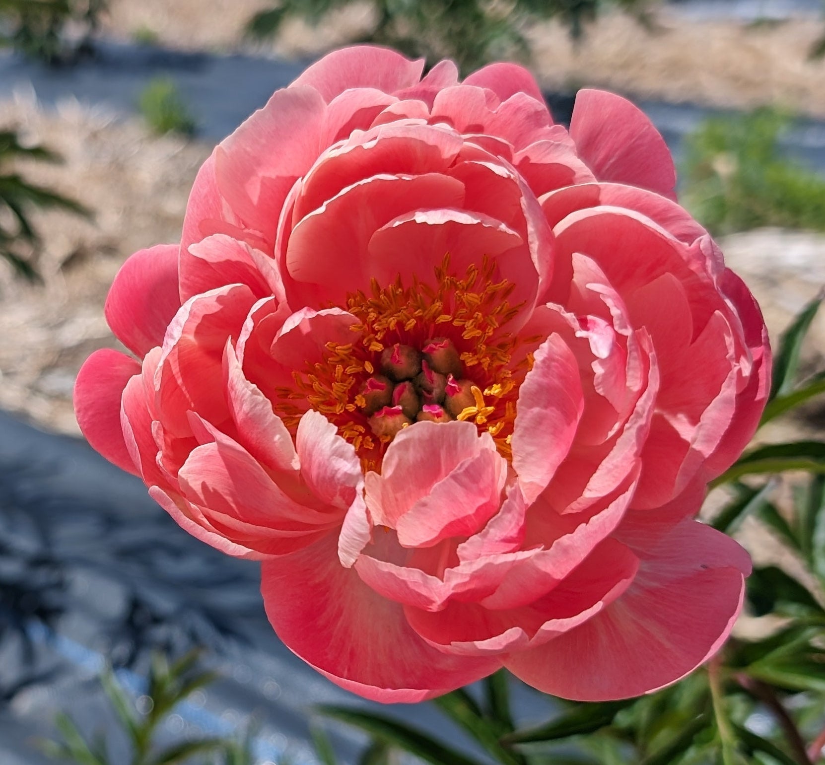Fresh Cut Peony - Coral Sunset Peonies -10 Stem Bunch