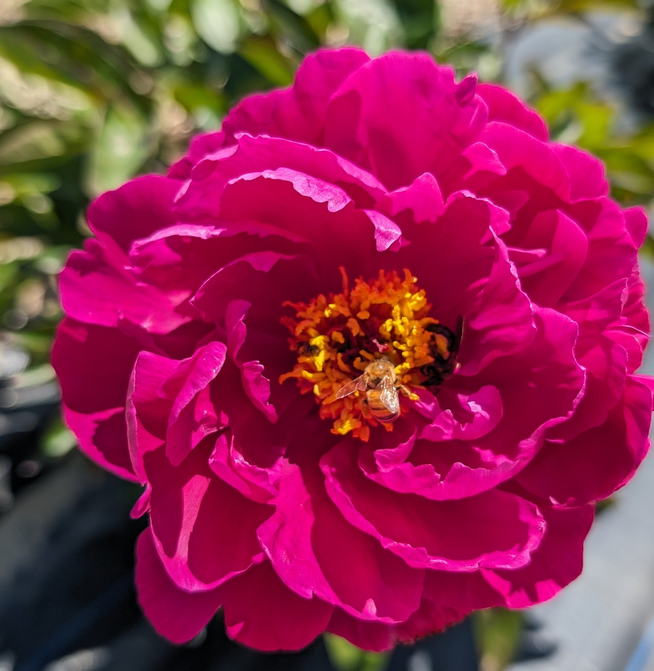 Fresh Cut Peony - Red Sarah Bernhardt Peonies -10 Stem Bunch
