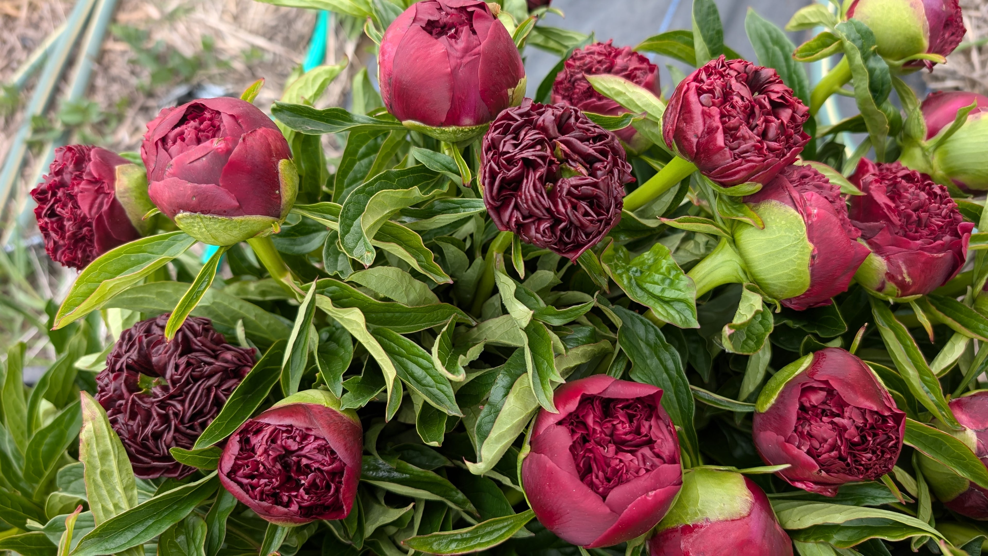 Fresh Cut Peonies