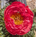 Fresh Cut Peony - Coral Charm Peonies - 10 Stem Bunch