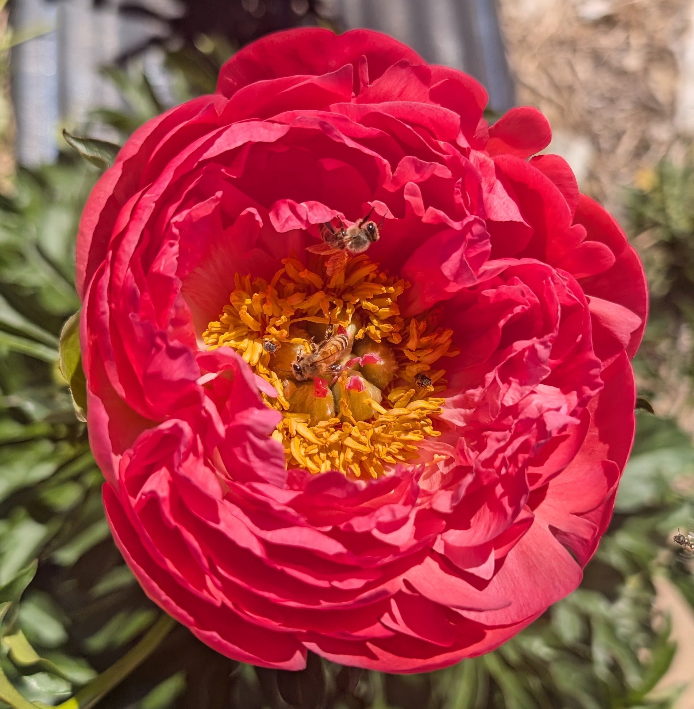 Fresh Cut Peony - Coral Charm Peonies - 10 Stem Bunch