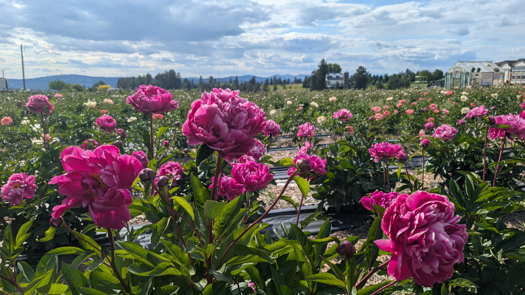 Fresh Cut Peonies