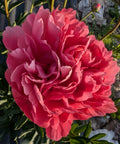 Fresh Cut Peony - Lorelei Peonies - 10 Stem Bunch