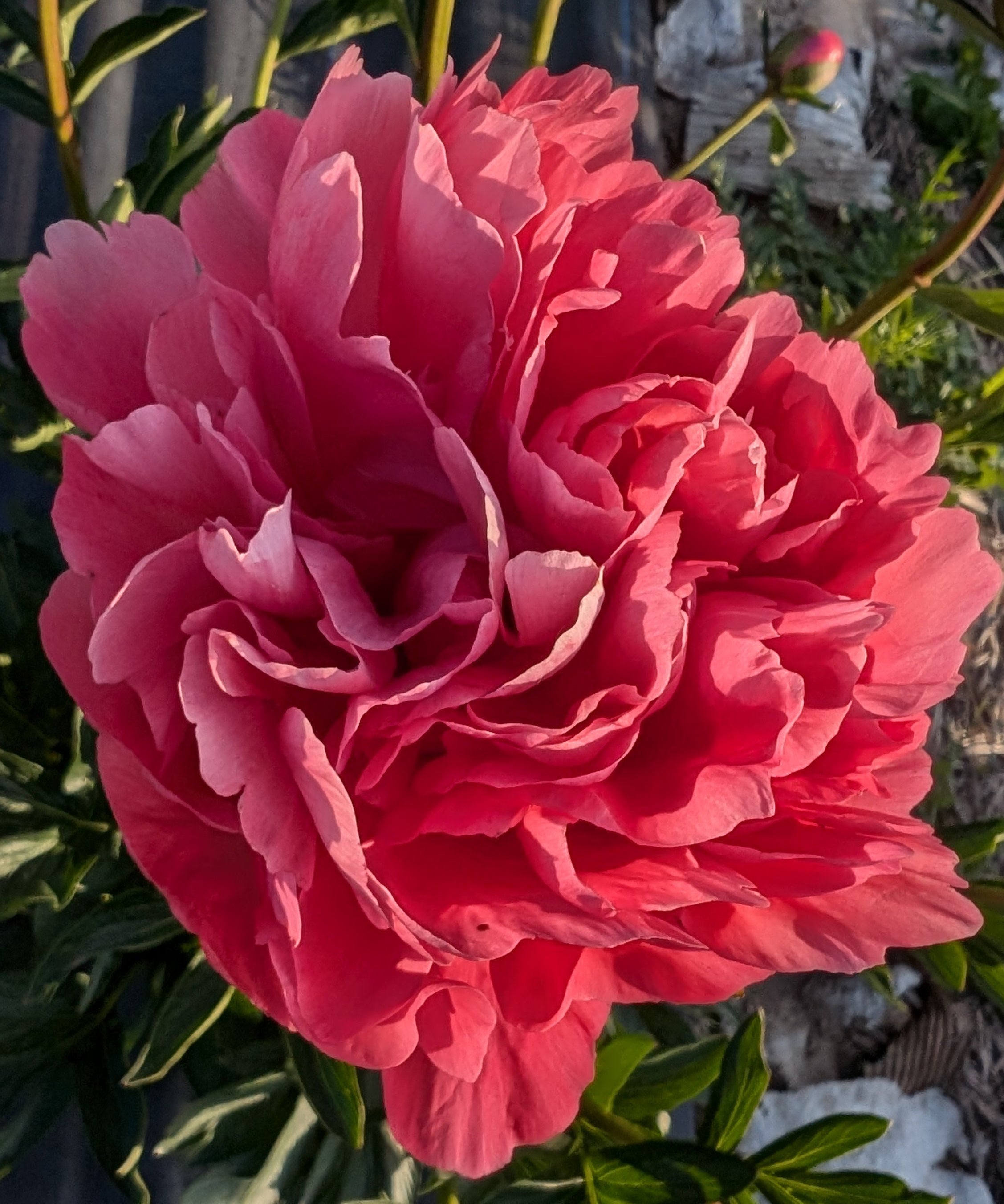 Fresh Cut Peony - Lorelei Peonies - 10 Stem Bunch