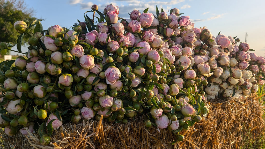 Fresh Cut Peonies