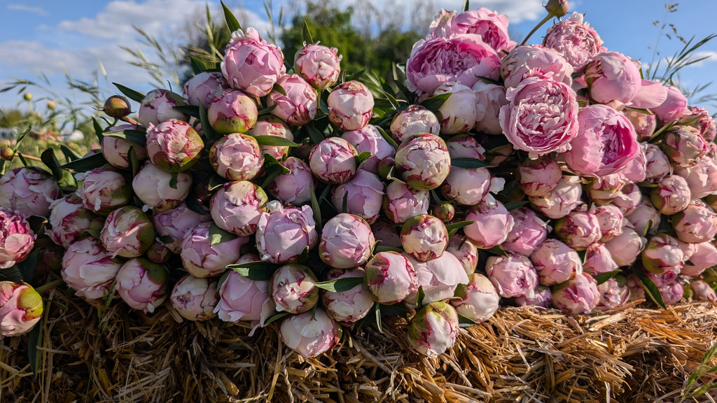Fresh Cut Peonies