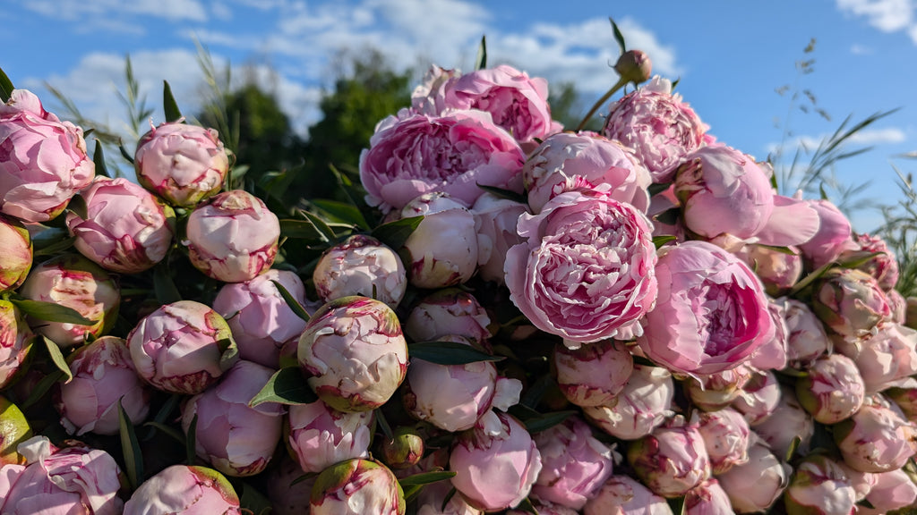 Fresh Cut Peonies