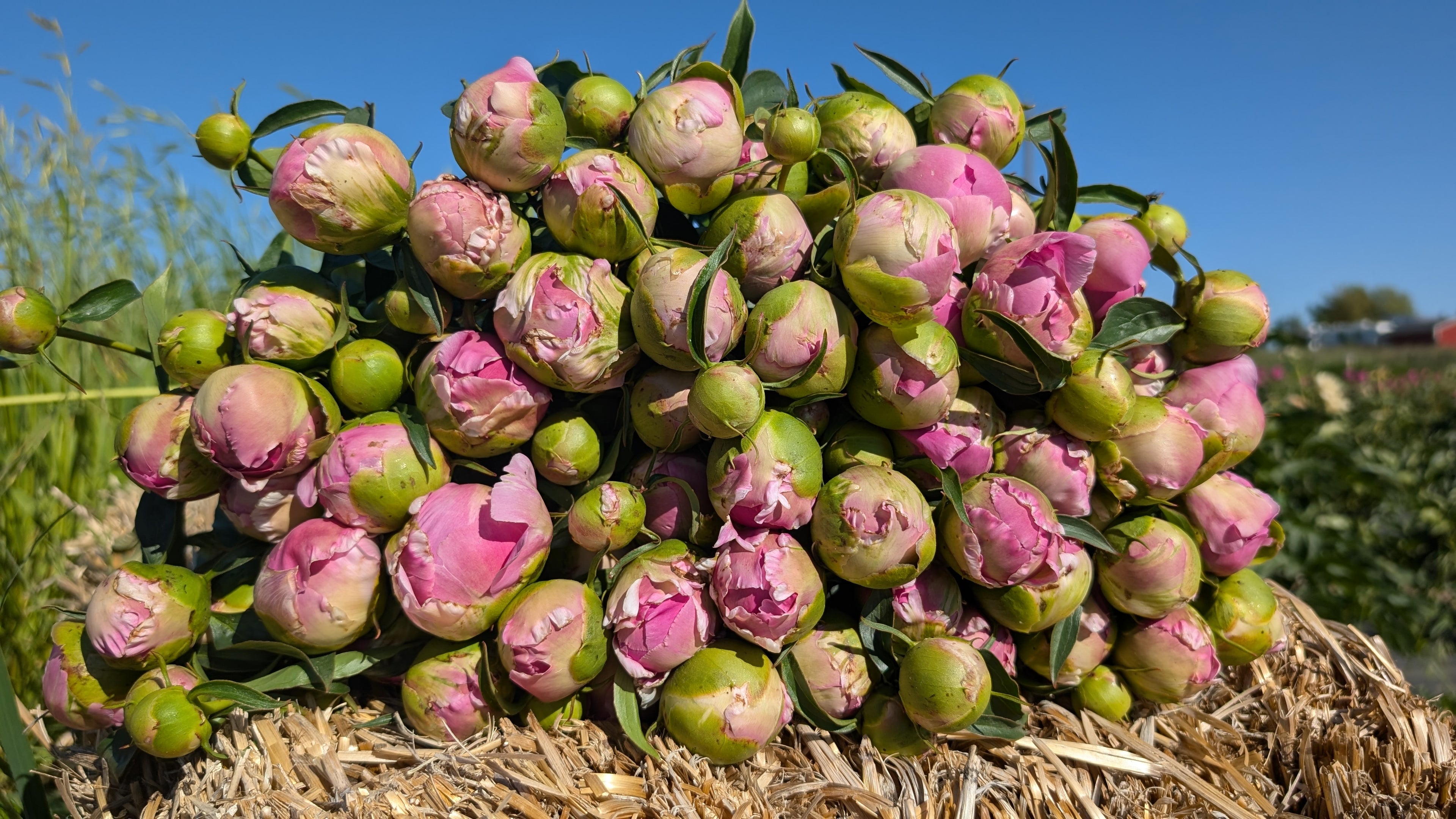 Fresh Cut Peonies