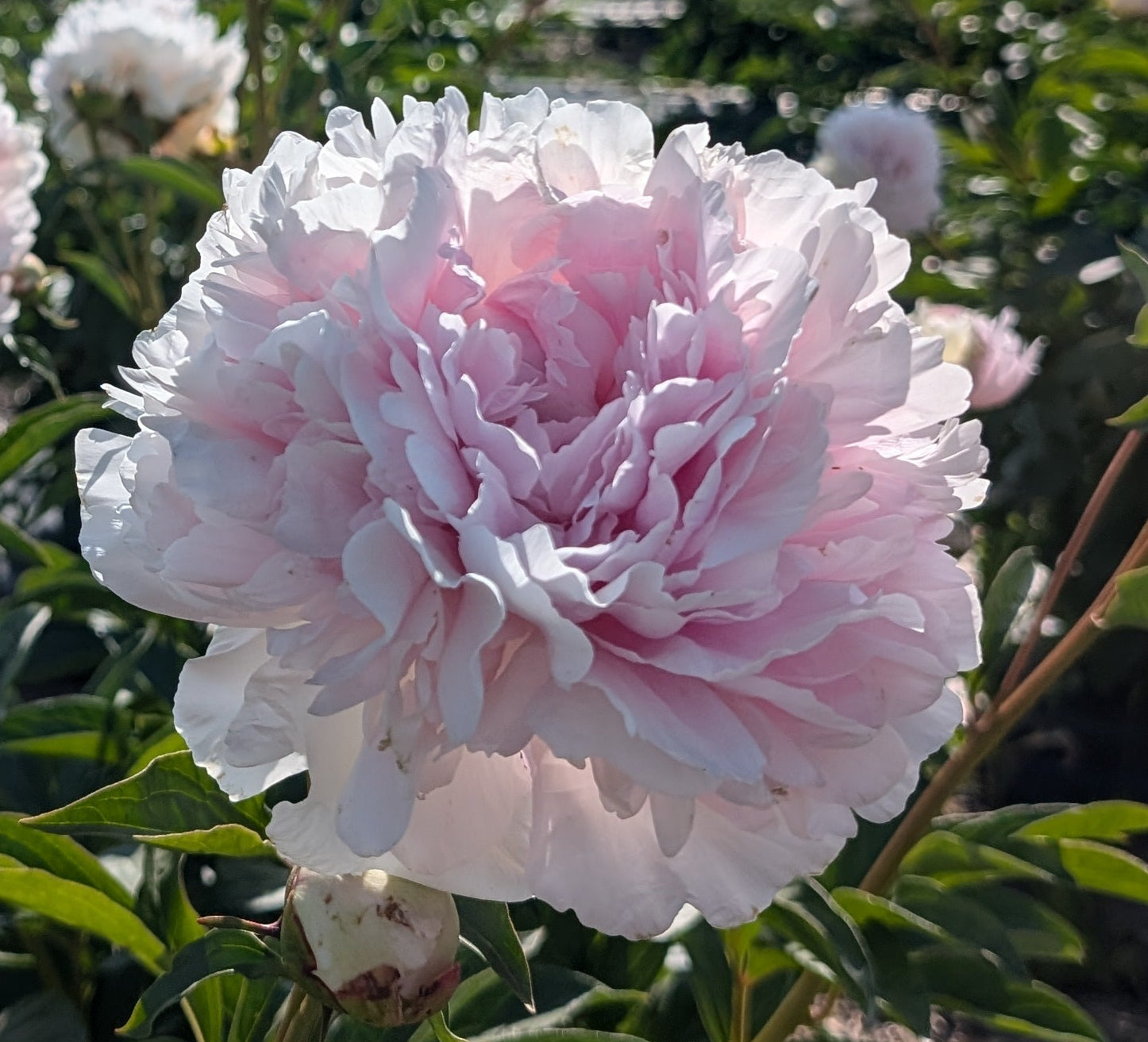 Fresh Cut Peony - Lady Orchid Peonies - 10 Stem Bunch