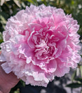 Fresh Cut Peony - Pink Sarah Bernhardt Peonies -10 Stem Bunch