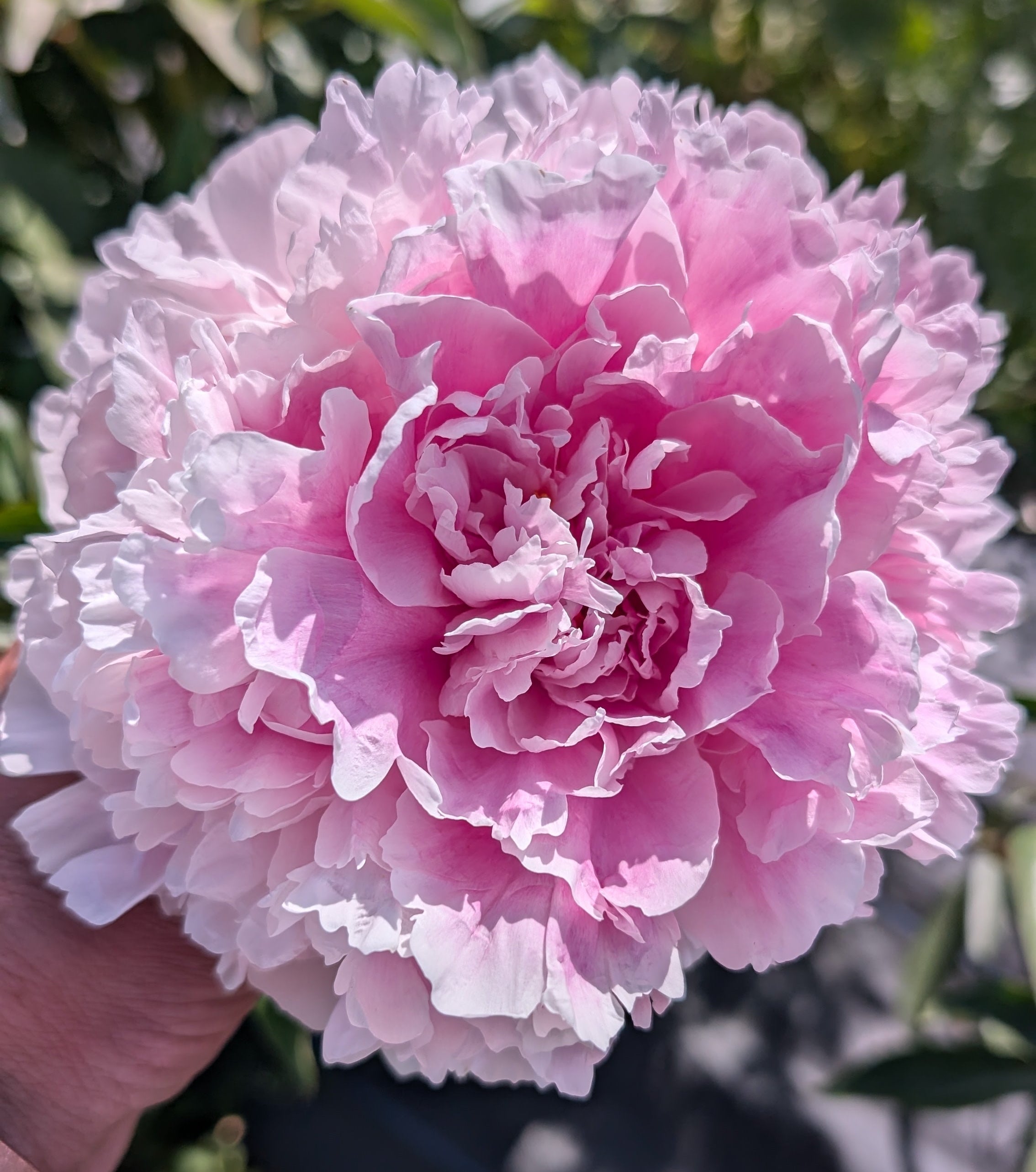 Fresh Cut Peony - Pink Sarah Bernhardt Peonies -10 Stem Bunch