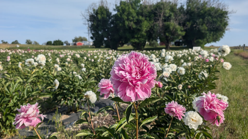 Fresh Cut Peonies