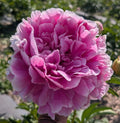 Fresh Cut Peony - Jacorma Peonies - 10 Stem Bunch
