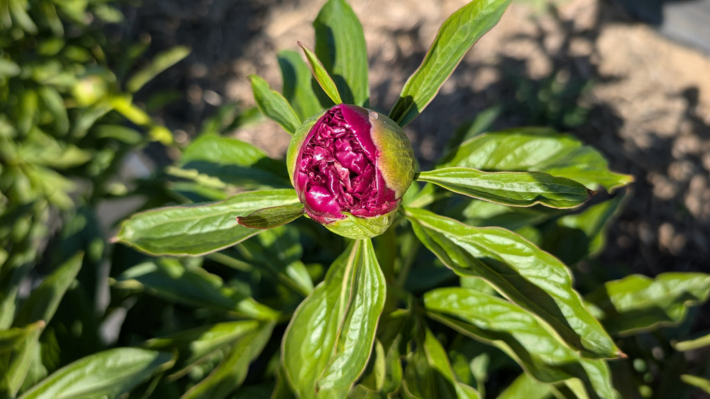 Fresh Cut Peonies