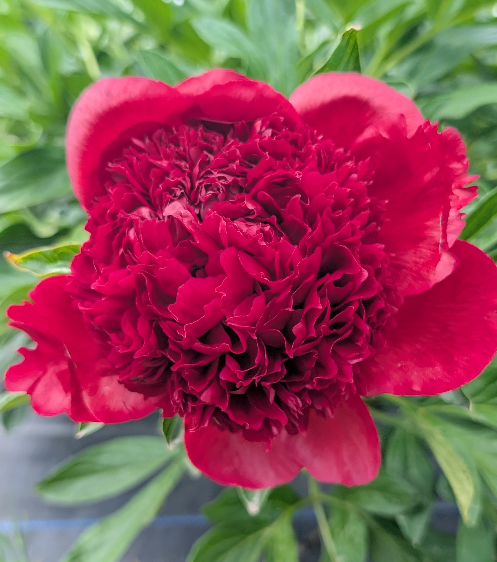 Fresh Cut Peony - Red Charm Peonies - 10 stem Bunch