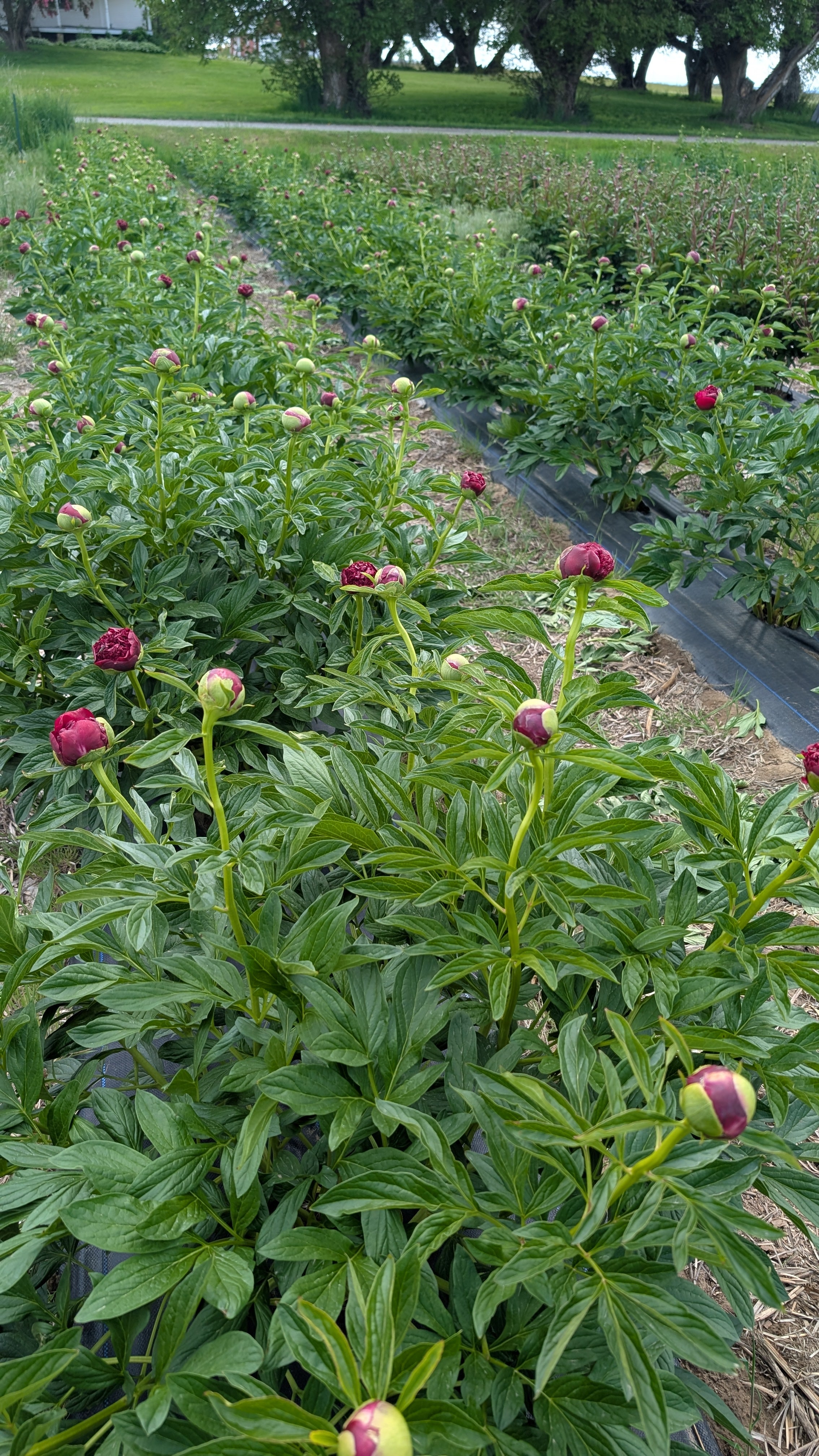Fresh Cut Peony - Red Charm Peonies - 10 stem Bunch