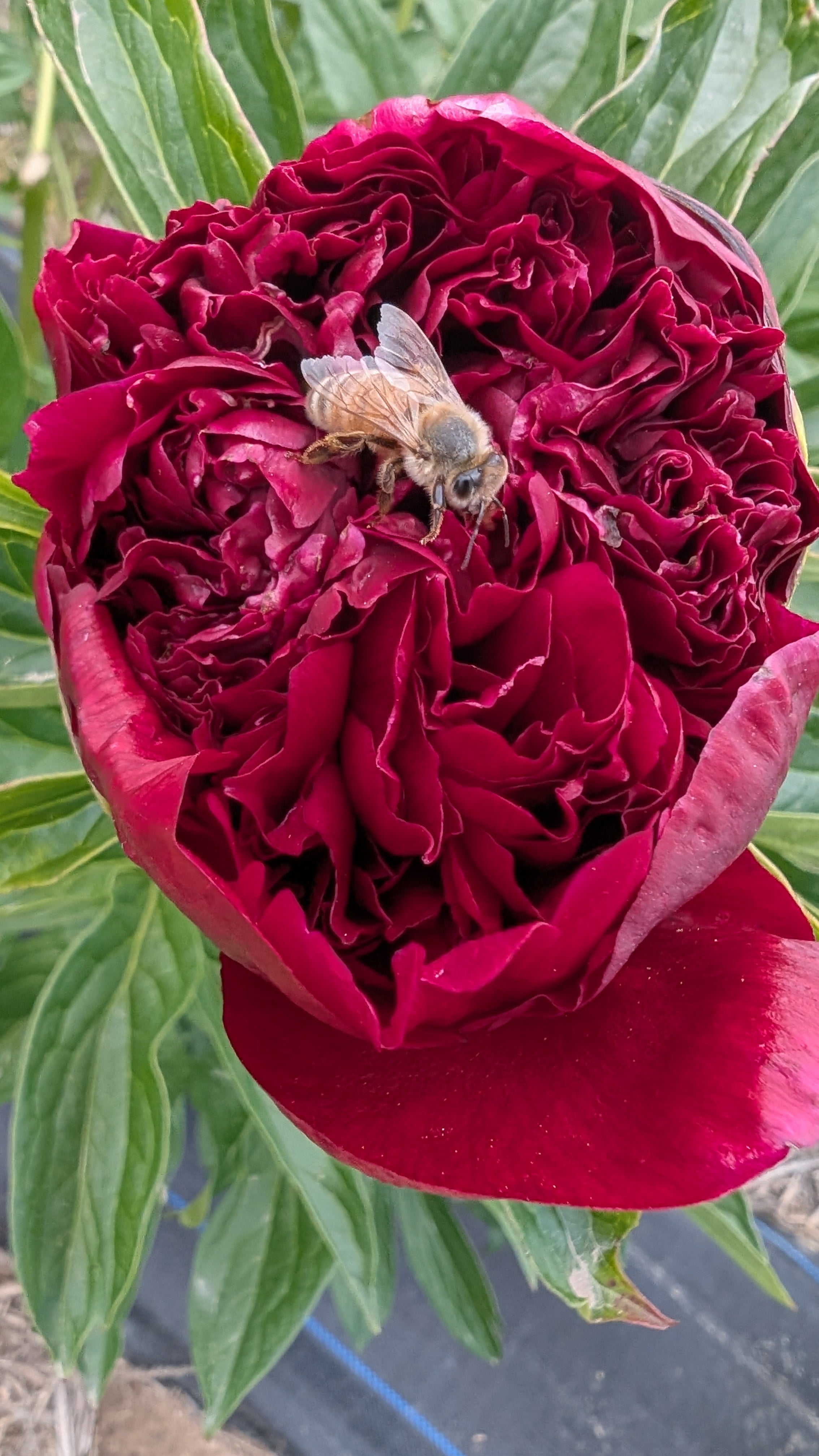 Fresh Cut Peony - Red Charm Peonies - 10 stem Bunch