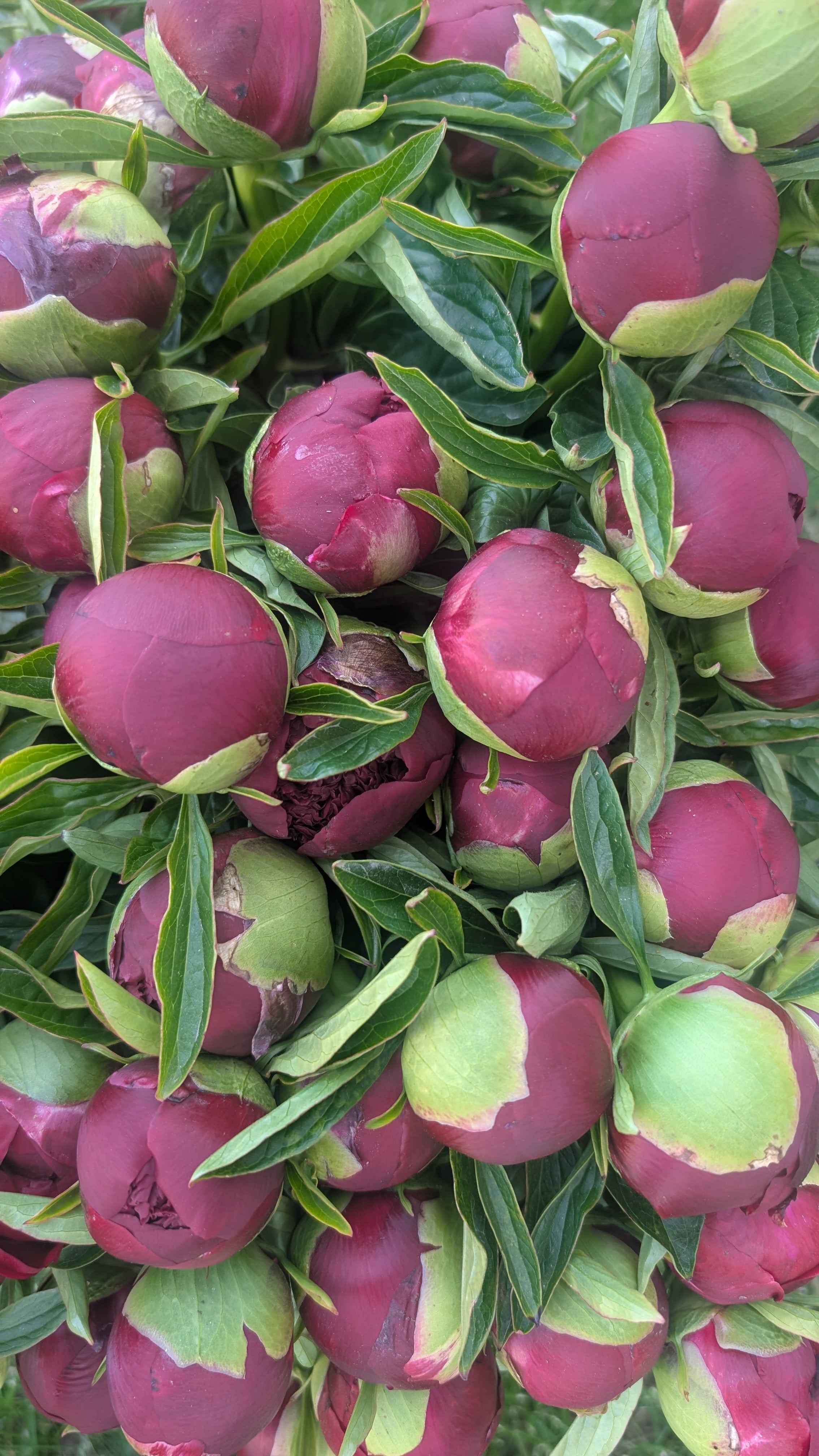 Fresh Cut Peony - Red Charm Peonies - 10 stem Bunch