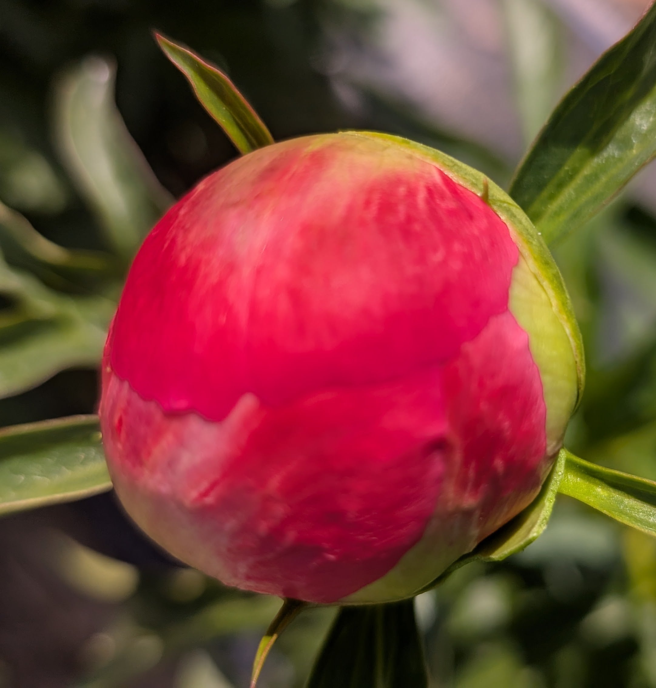 Fresh Cut Peony - Coral Charm Peonies - 10 Stem Bunch