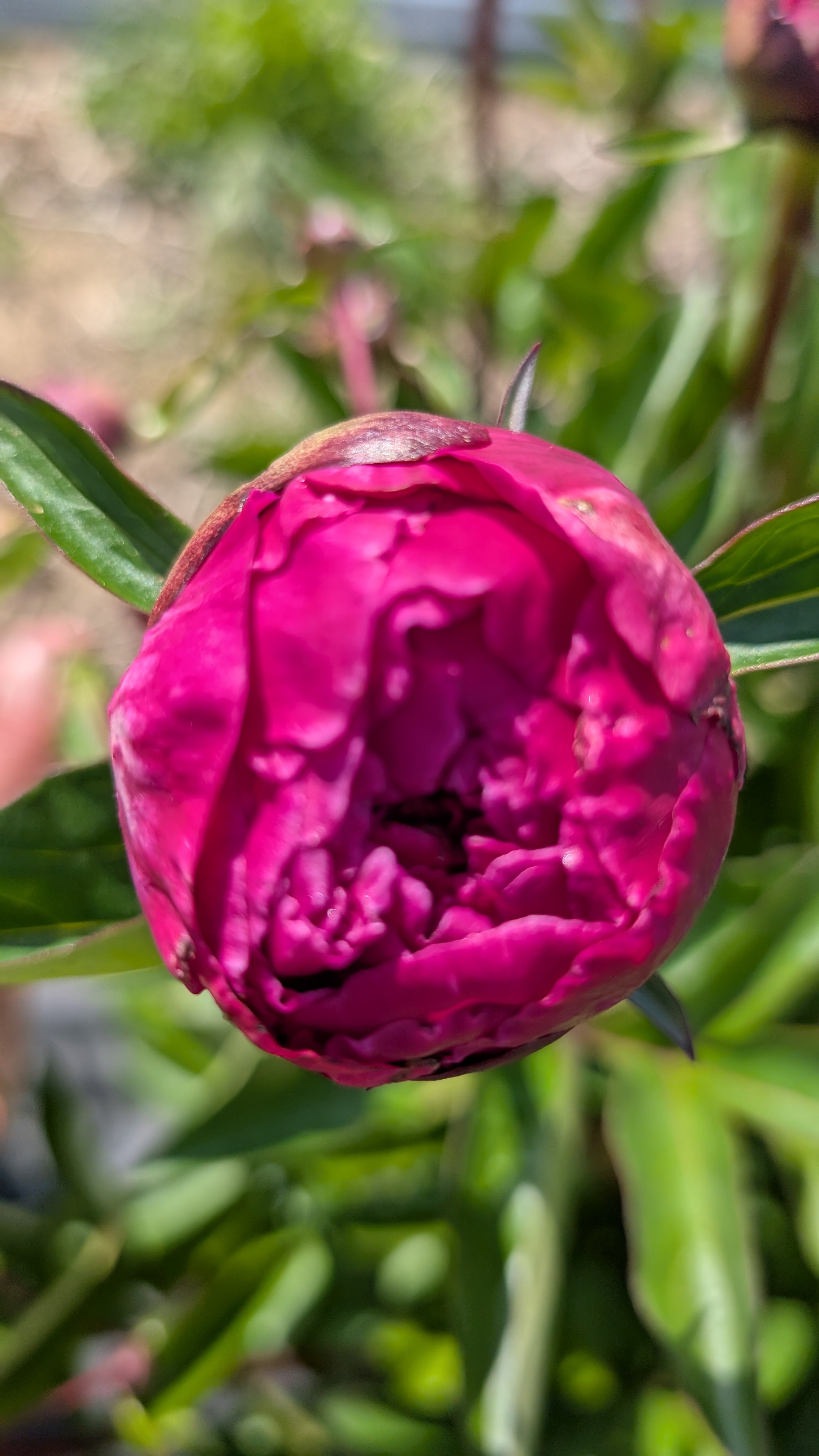 Fresh Cut Peony - Red Sarah Bernhardt Peonies -10 Stem Bunch