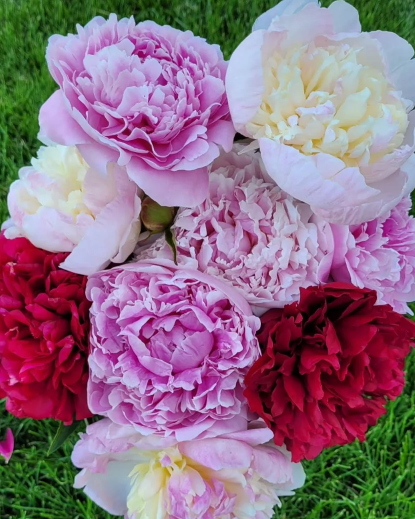 Fresh Cut Peonies
