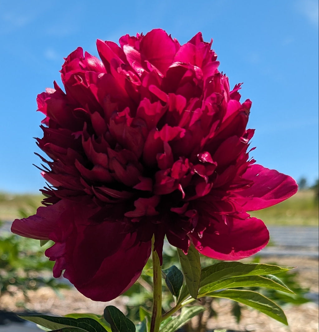 Fresh Cut Peonies
