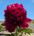 Fresh Cut Peonies